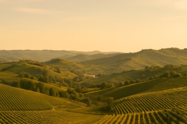 Wine Club The Peaks of Piedmont