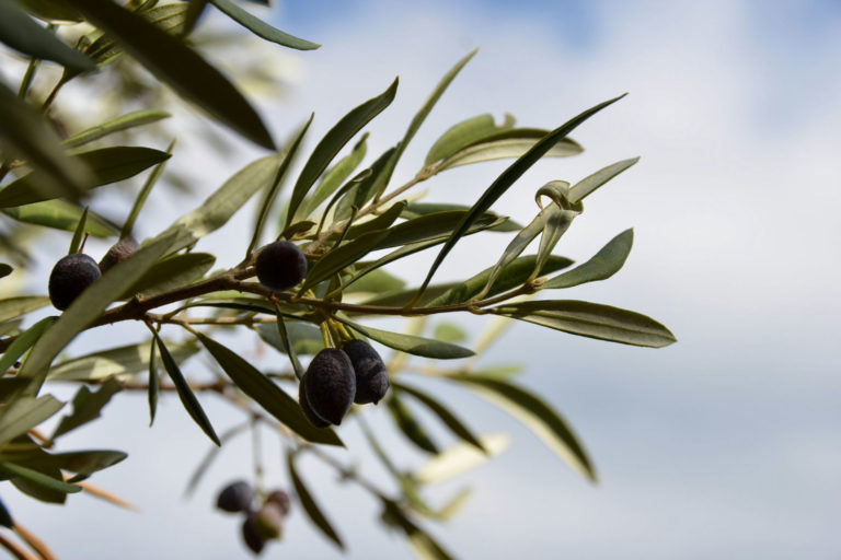 Olive branch with olives