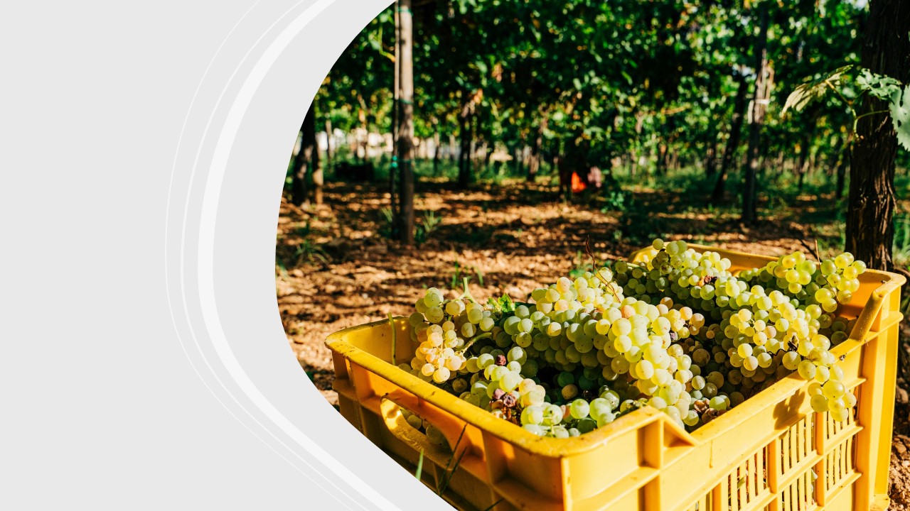 Wine producers of Puglia