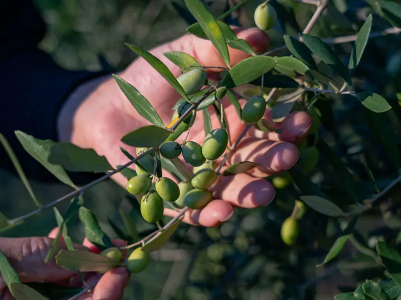 Mani che raccolgono olive verdi da un ramo di olivo