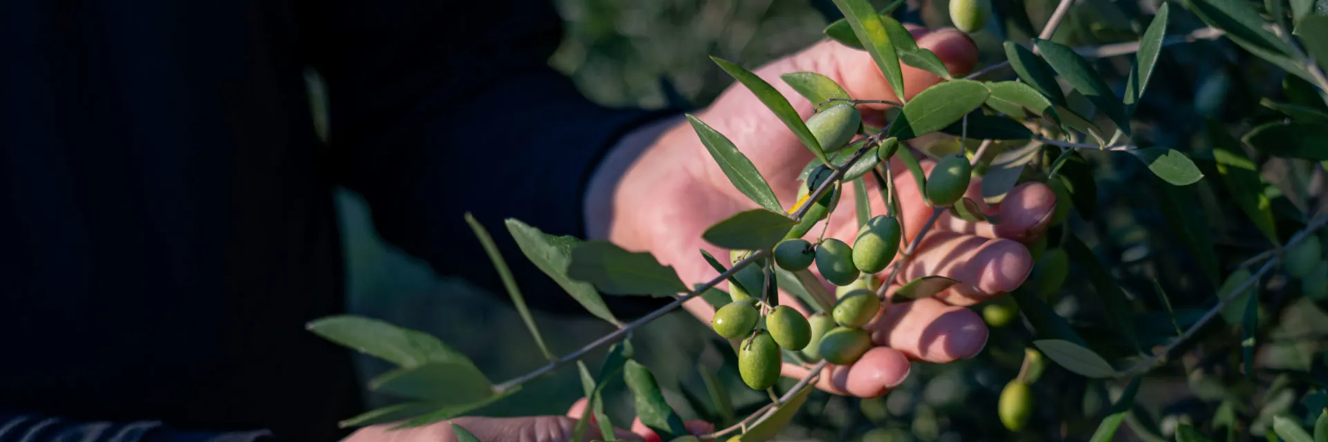 Mani che raccolgono olive verdi da un ramo di olivo