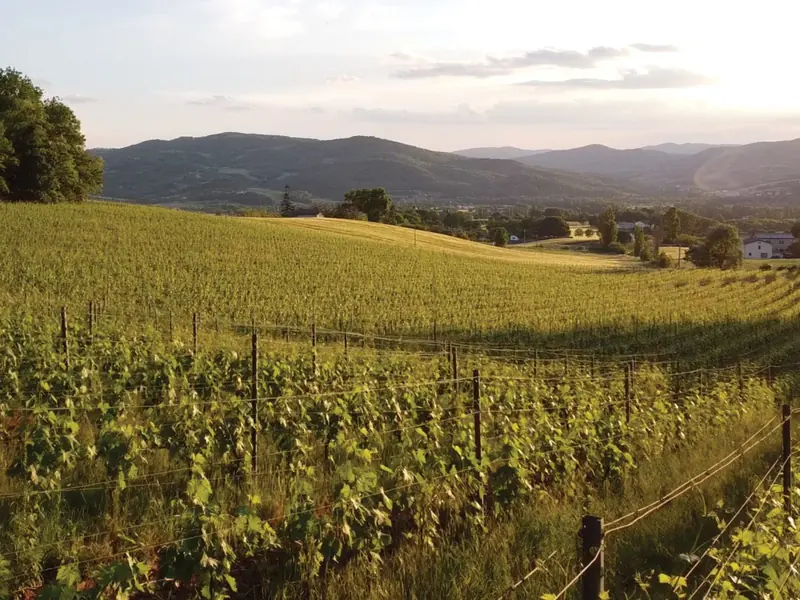 Vineyard rows on the hills at sunset