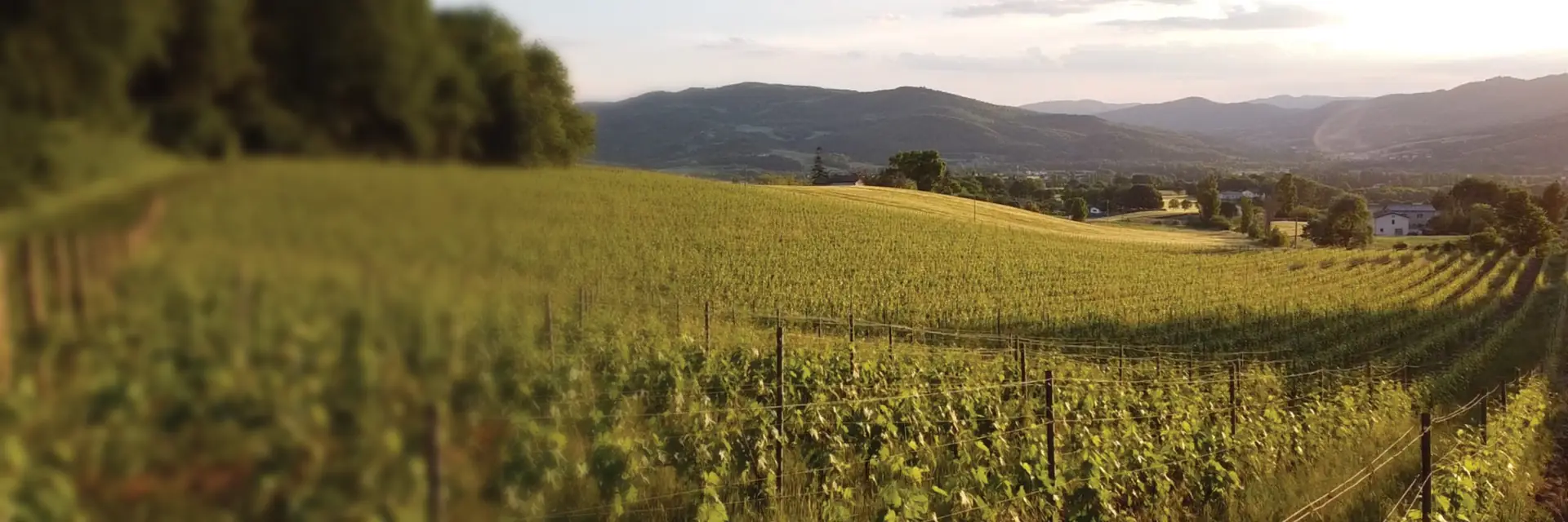 Vineyard rows on the hills at sunset