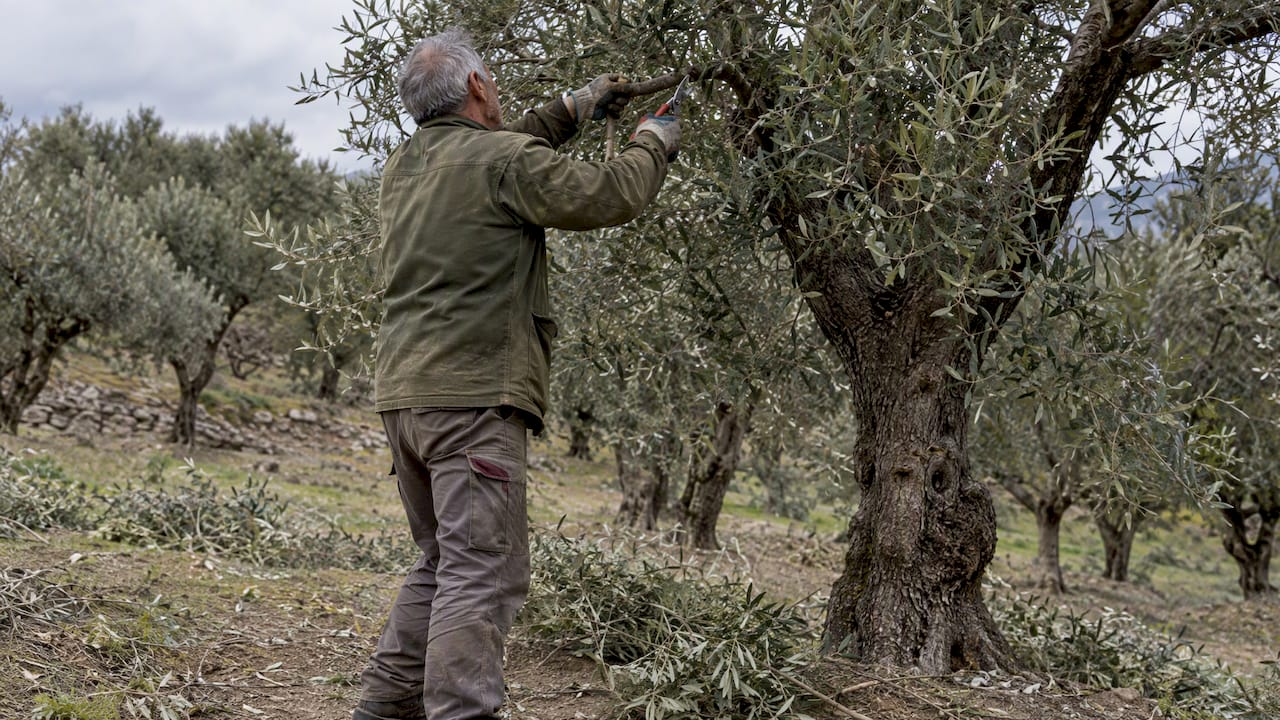 An olive grower pruning a branch at the end of winter