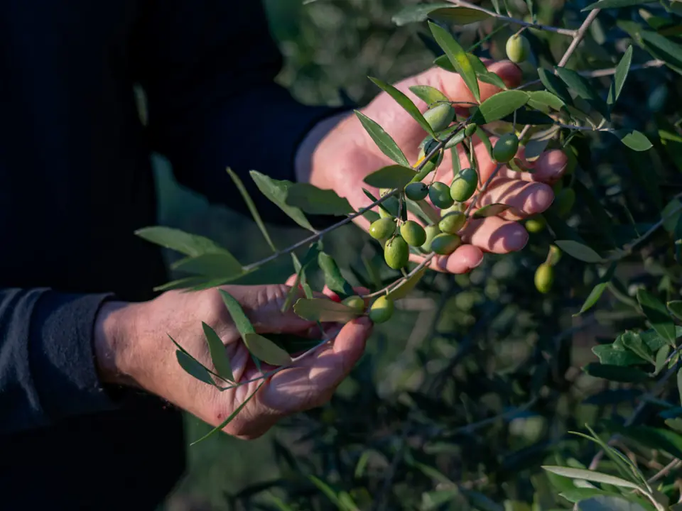Hands picking olives from the branch