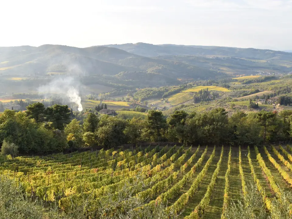 Rows of vines on a hillside