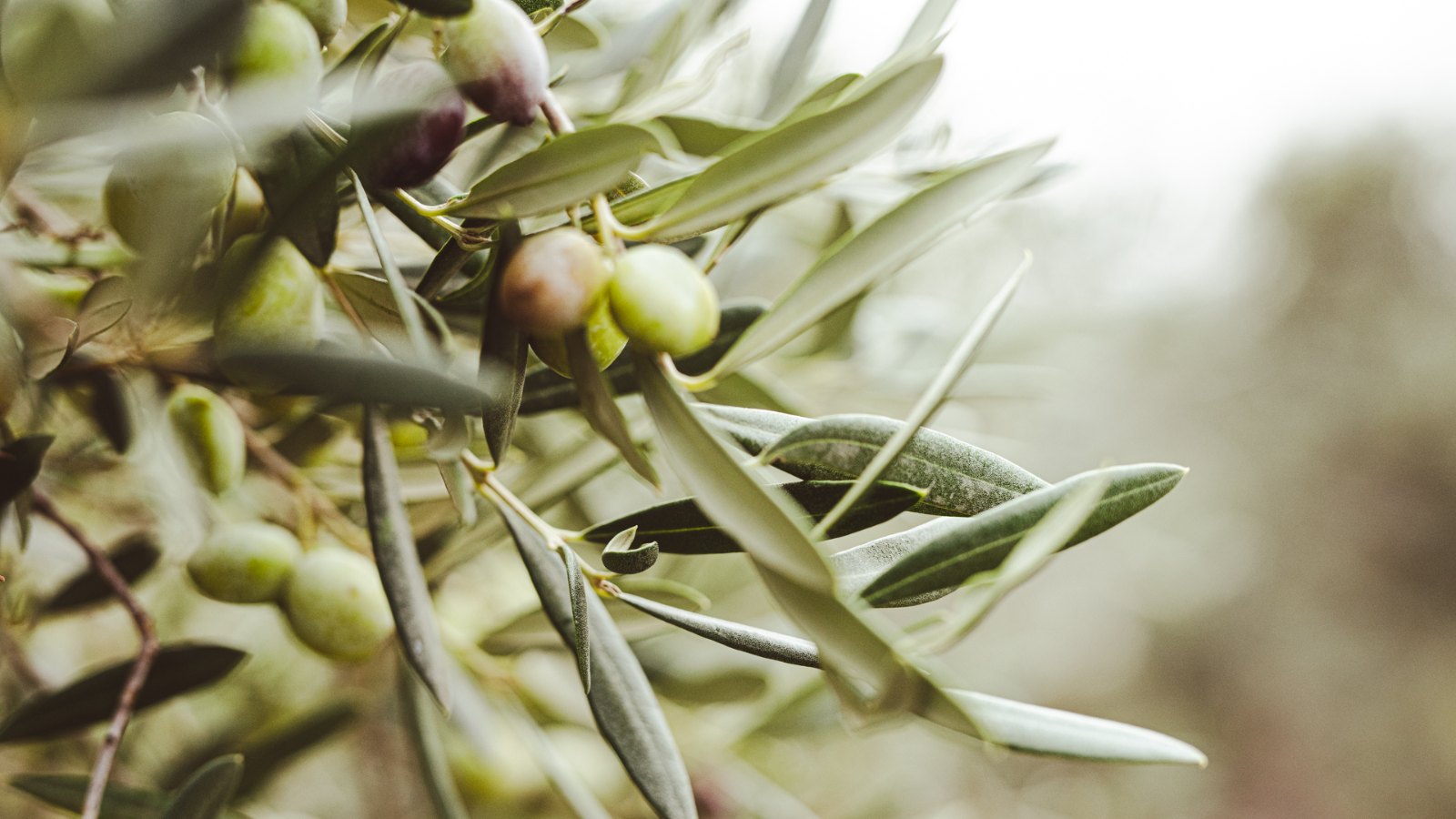 Regali per amanti dell’olio: idee originali che lasciano il segno