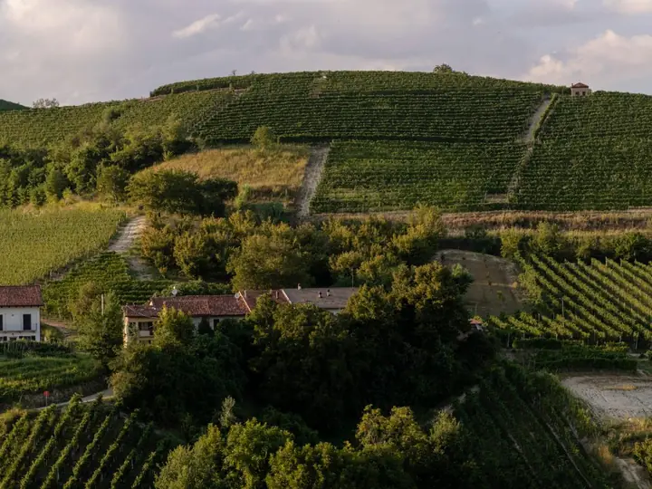 Le colline vitate del Roero, dove nascono i vini Oggero