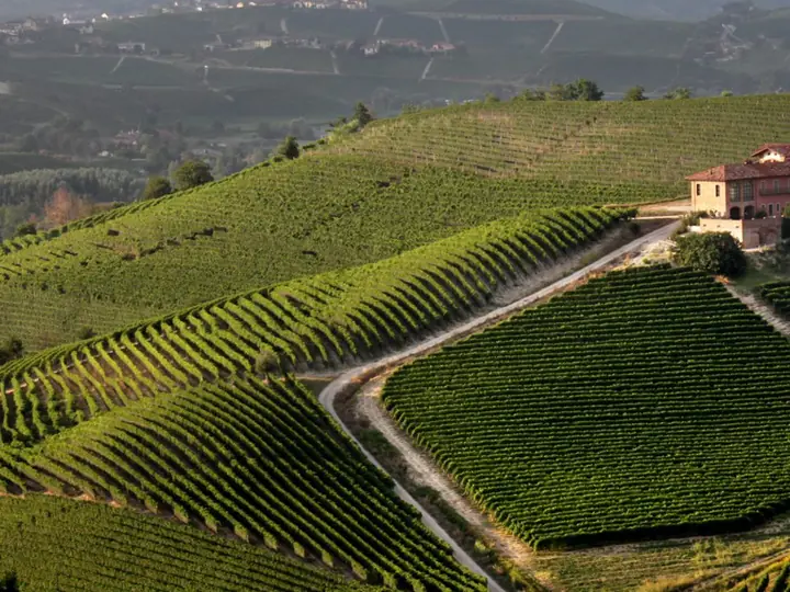 I vigneti di Prunotto in Piemonte