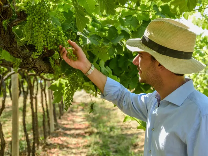Tra i filari di Tenuta Fanton