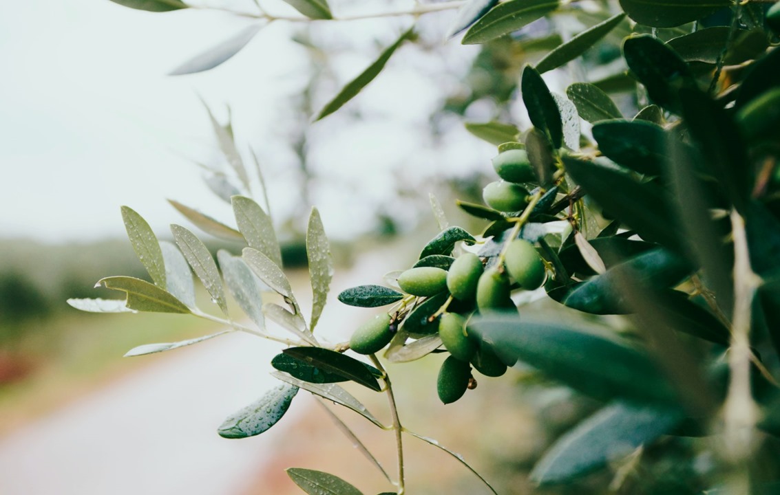 Adopt an olive tree: bring your passion to life.