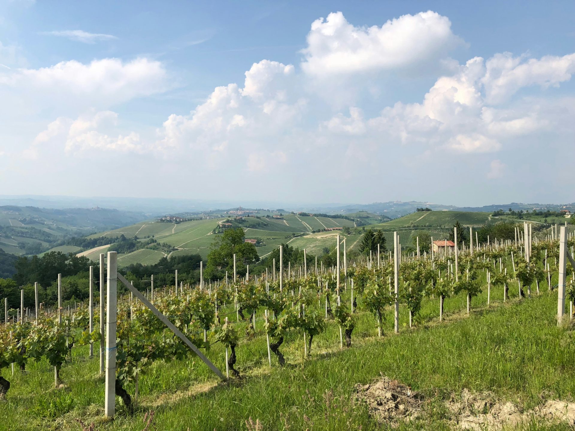 Produttori vino Piemonte