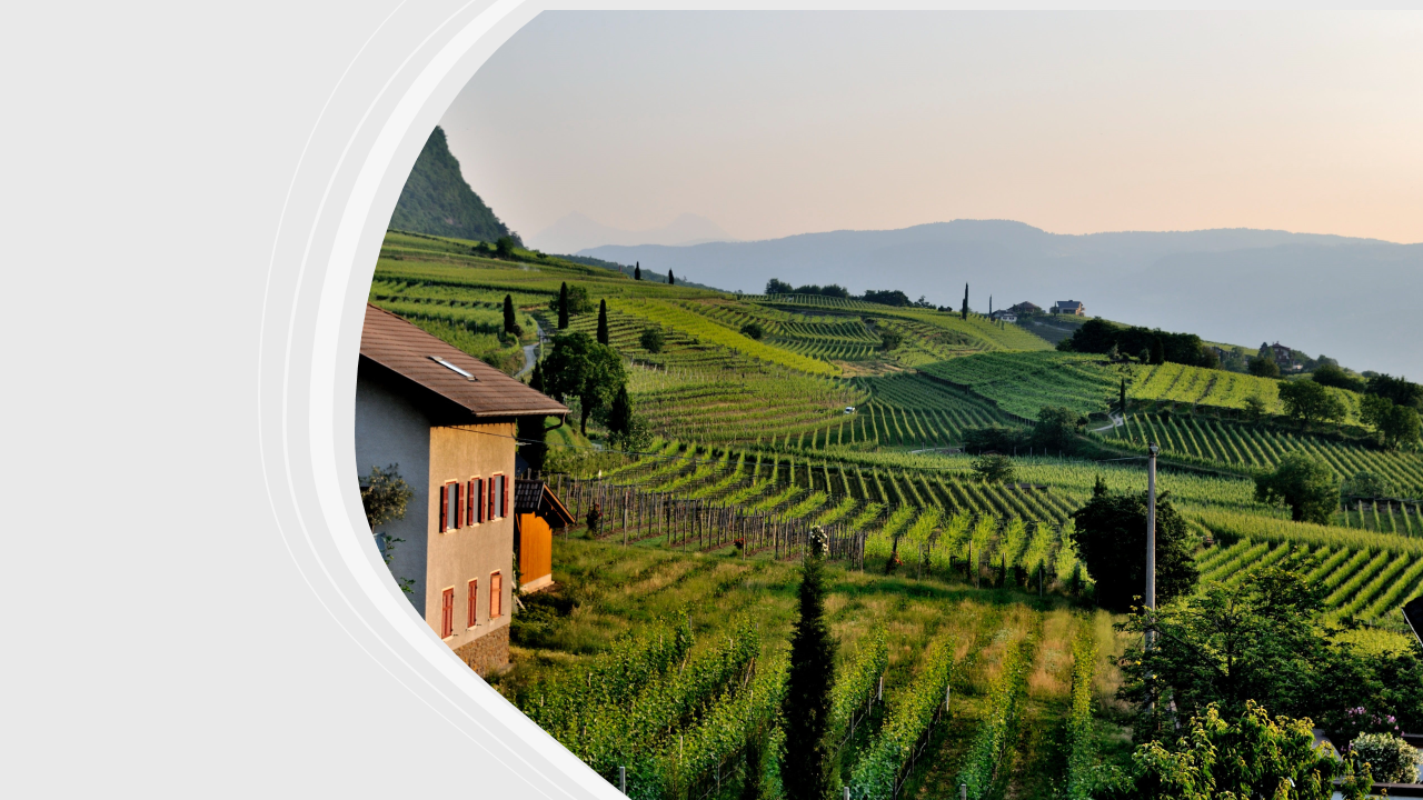 Wine producers Friuli-Venezia Giulia